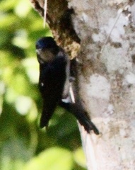 Hirundinidae