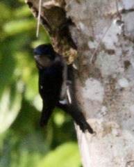 Hirundinidae
