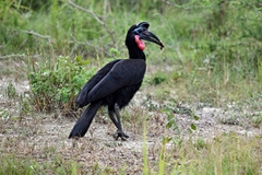 Bucorvus abyssinicus