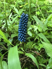 Amorphophallus henryi
