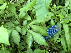 Amorphophallus henryi