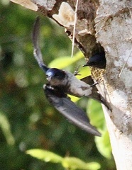 Hirundinidae