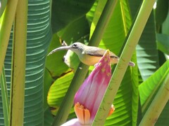 Arachnothera longirostra