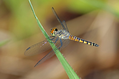 Brachydiplax denticauda