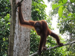Pongo pygmaeus morio