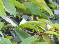 Orthotomus ruficeps