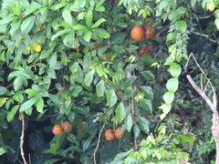 Tabernaemontana macrocarpa