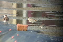 Calidris falcinellus sibirica