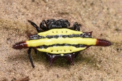 Gasteracantha diadesmia