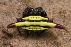 Gasteracantha diadesmia