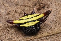 Gasteracantha diadesmia