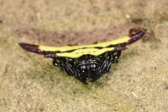 Gasteracantha diadesmia