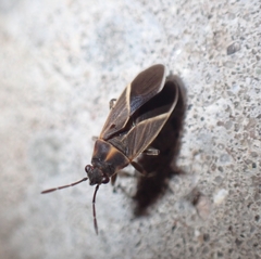 Ochrimnus carnosulus