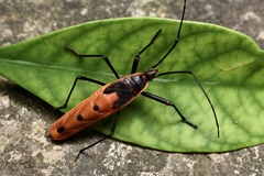 Macrocheraia grandis