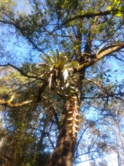 Tillandsia prodigiosa