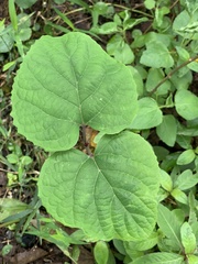 Clerodendrum chinense