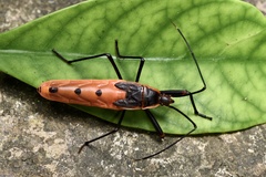 Macrocheraia grandis