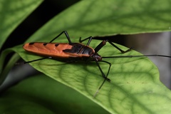 Macrocheraia grandis