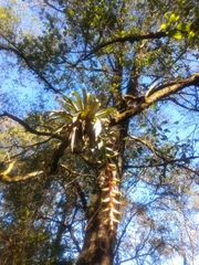 Tillandsia prodigiosa