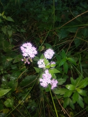 Stevia
