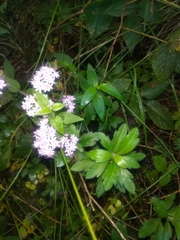 Stevia