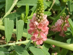 Indigofera spicata