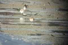 Calidris falcinellus sibirica