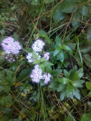 Stevia