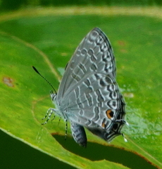 Catopyrops ancyra