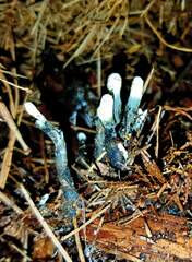 Xylaria cornu-damae