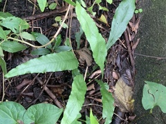 Leptochilus wrightii