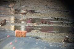 Calidris falcinellus sibirica