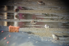 Calidris falcinellus sibirica