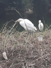 Bubulcus ibis