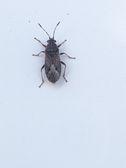 Rhypodes