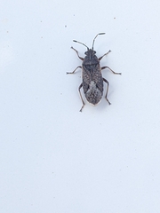 Rhypodes