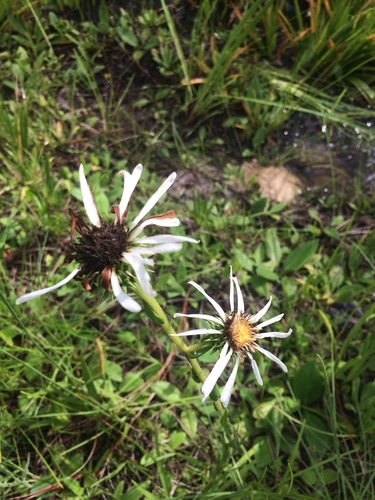Image of thistleleaf aster by no rights reserved