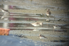 Calidris falcinellus sibirica