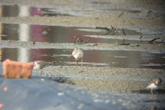 Calidris falcinellus sibirica