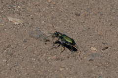 Cicindela depressula