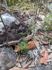 Gompholobium pinnatum