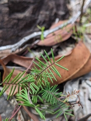 Gompholobium pinnatum