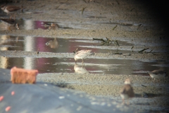 Calidris falcinellus sibirica