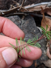 Gompholobium pinnatum