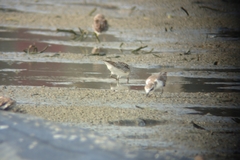 Calidris falcinellus sibirica