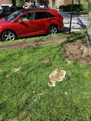 Ganoderma martinicense