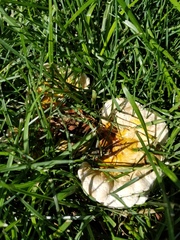 Ganoderma martinicense