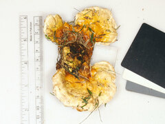 Ganoderma martinicense