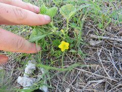 Cucumis melo agrestis