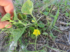Cucumis melo agrestis